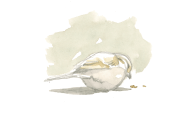 Un instant en terrasse avec les moineaux, par Federico Gemma