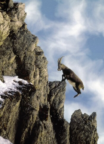 Saut habile entre deux pics rocheux, le bouquetin est le maître incontestable du rocher. Saut habile entre deux pics rocheux, le bouquetin est le maître incontestable du rocher.
