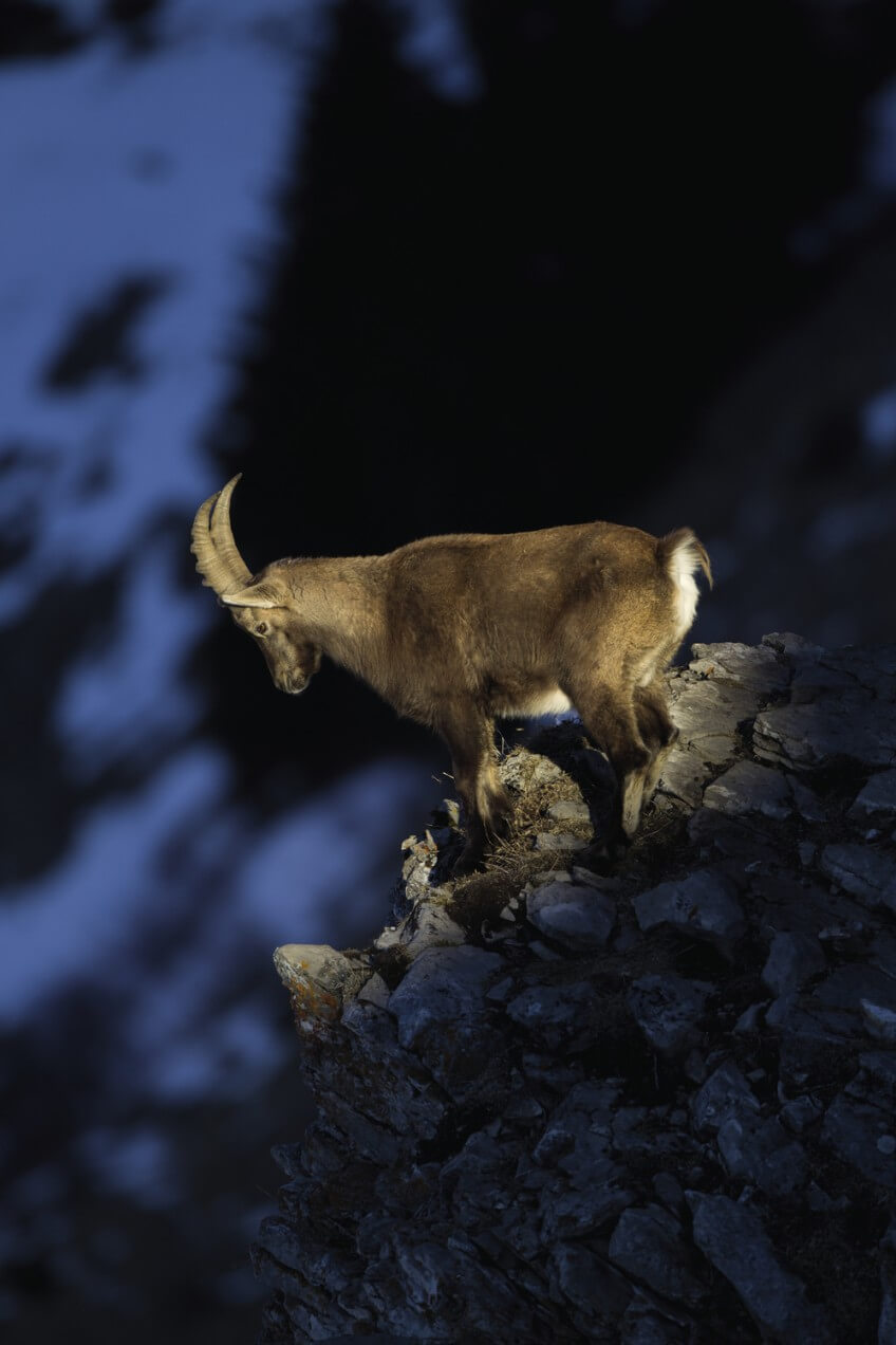 Un bouquetin face au vide. A quand la descente vertigineuse?   Le bouquetin, véritable équilibriste