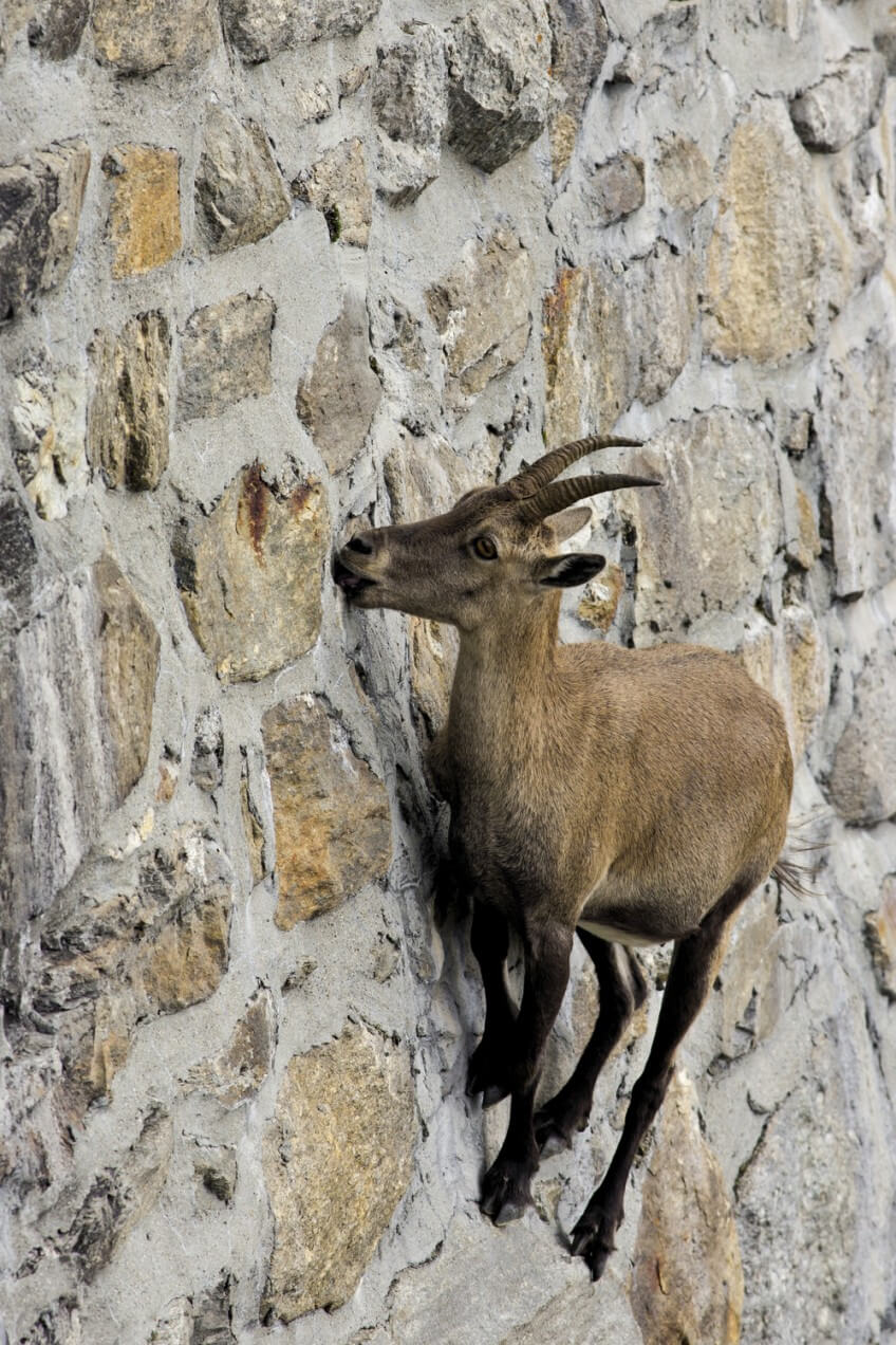 Bouquetin en équilibre sur la paroi presque verticale du barrage du lac de Cingino.  Le bouquetin, véritable équilibriste