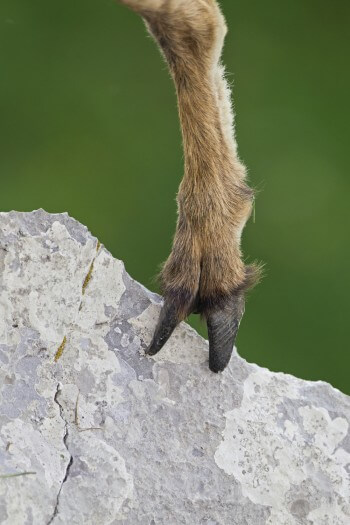 Le bouquetin, véritable équilibriste