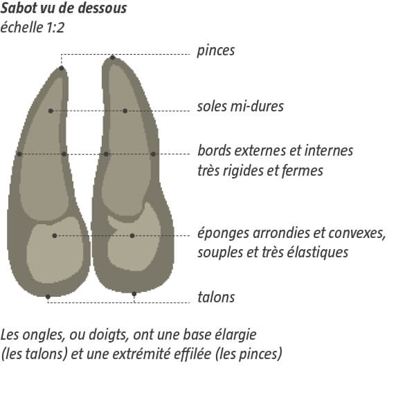 Le bouquetin, véritable équilibriste