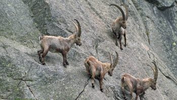 Rien de plus naturel pour le bouquetin que d'escalader des parois rocheuses presque verticales.  Rien de plus naturel pour le bouquetin que d'escalader des parois rocheuses presque verticales.
