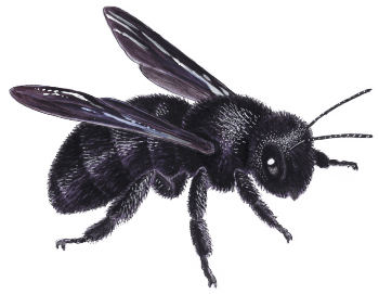 Des maisons pour les abeilles