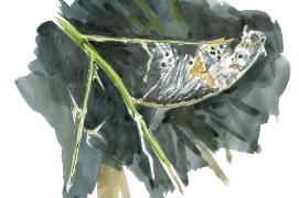 Abri de soie vide avec les déjections d’une chenille disparue. Que lui est-il arrivé? Beaucoup sont capturées par des oiseaux comme les mésanges : la survie de leurs nichées dépend totalement de cette source de protéines. Au moins autant sont parasitées par des petites mouches, des guêpes ichneumons ou des champignons. / © Sylvain Leparoux