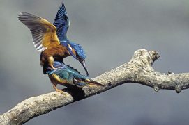 Accouplement de martins-pêcheurs / © Jean-Lou Zimmermann