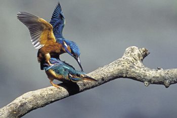 Accouplement de martins-pêcheurs