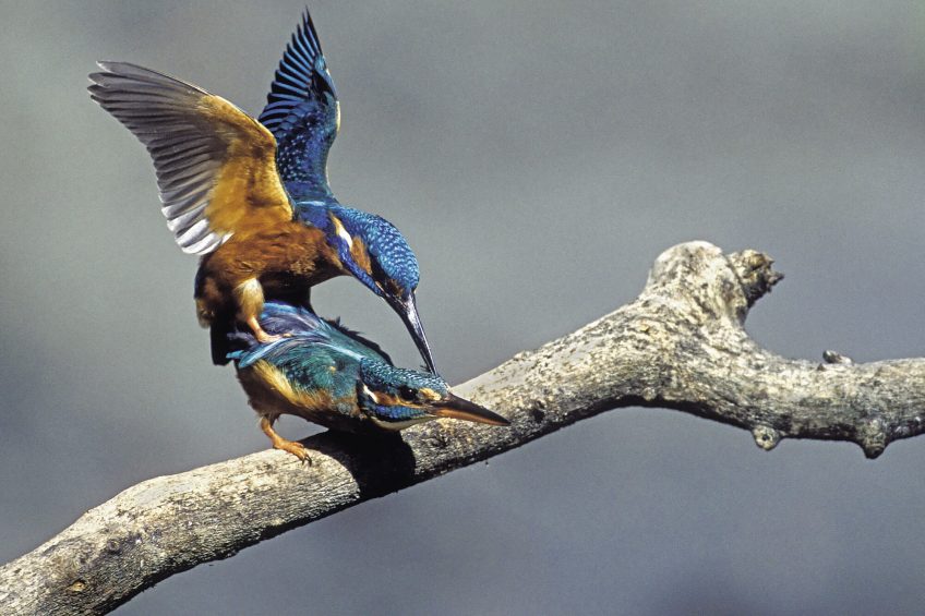 Les amours sauvages du martin-pêcheur