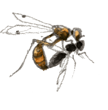 Accouplement de sepsidés / © Denis Clavreul