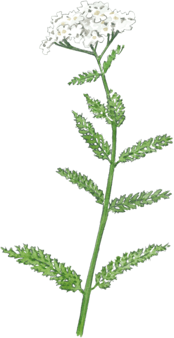 Jardinez avec le soleil