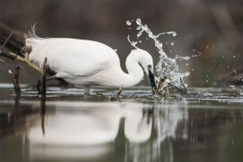 Aigrette garzette à la pêche / © Vincent Munier
