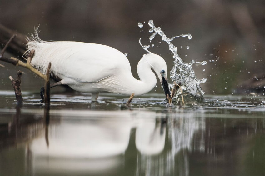 Aigrette garzette à la pêche