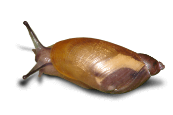 Ambrette amphibie Plutôt limace ou escargot ?