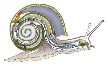 Anatomie interne d'un escargot