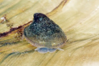 Ancyle fluviatile Les escargots une diversité menacée
