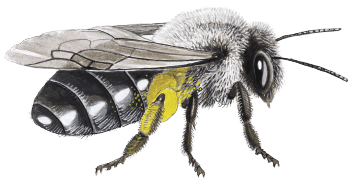 Des maisons pour les abeilles