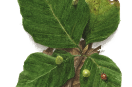 Août - quelques galles bourgeonnent sur les feuilles du hêtre. Des parasites sont passés par là… / © Jacques Rime
