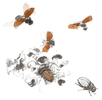 Aphodius fimetarius (scarabée coprophage) / © Denis Clavreul