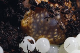 Arrêts sur images d'une ponte d'escargot petit-gris. / © Gilbert Hayoz