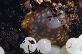 Arrêts sur images d'une ponte d'escargot petit-gris. / © Gilbert Hayoz