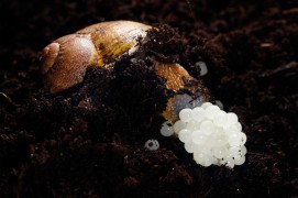 Arrêts sur images d'une ponte d'escargot petit-gris. / © Gilbert Hayoz