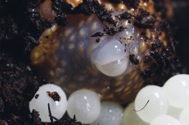 Arrêts sur images d'une ponte d'escargot petit-gris. / © Gilbert Hayoz