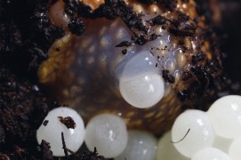 Arrêts sur images d'une ponte d'escargot petit-gris. / © Gilbert Hayoz