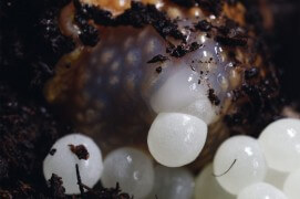 Arrêts sur images d'une ponte d'escargot petit-gris. / © Gilbert Hayoz