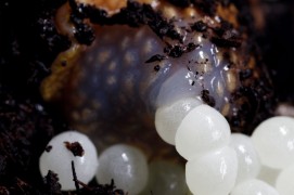 Arrêts sur images d'une ponte d'escargot petit-gris. / © Gilbert Hayoz