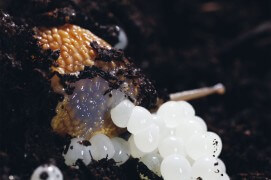 Arrêts sur images d'une ponte d'escargot petit-gris. / © Gilbert Hayoz