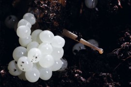 Arrêts sur images d'une ponte d'escargot petit-gris. / © Gilbert Hayoz