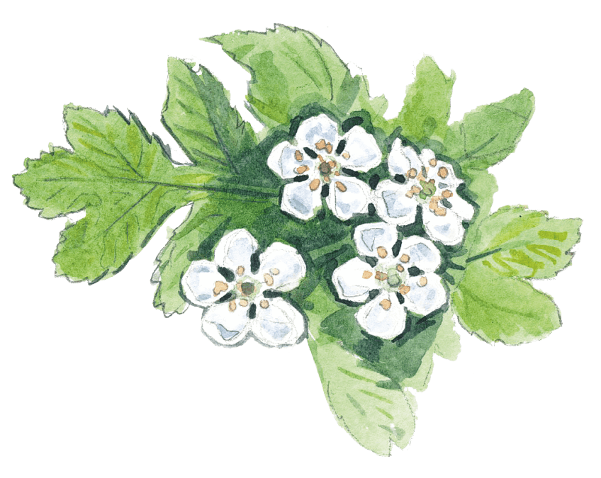 Aubépine monogyne planter une haie