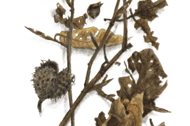 Avril - quelques feuilles brunes et fatiguées de la saison passée s'accrochent toujours aux rameaux. Mais au bout de ceux-ci, les bourgeons annoncent l'arrivée imminente de feuilles fraîches. / © Jacques Rime