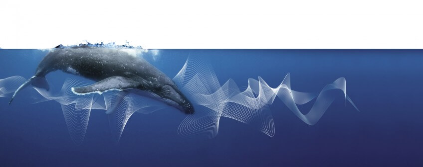 Baleine bleue Le faux silence des animaux