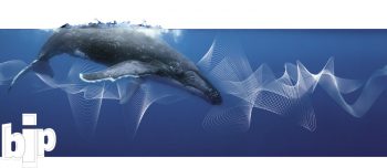 Baleine bleue