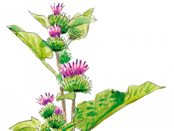 Bardane, Arctium sp.
