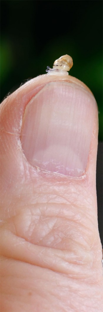 Bébé escargot à taille réelle sur un pouce humain. Carnage programmé sur les bébés escargots