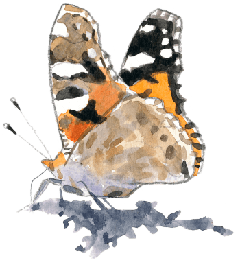 Belle-dame Les papillons sont de retour dans le jardin