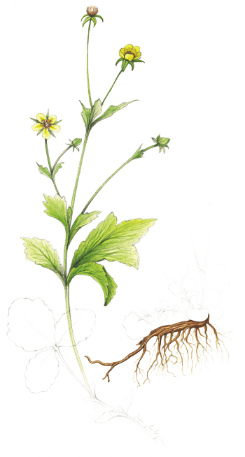 Benoîte commune, Geum urbanum ecette naturelle : Tchaï épicé à la benoîte