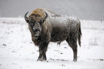 Bison d’Europe