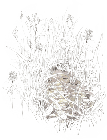 « Bouse complètement sèche, percée de trous. Parmi les herbes hautes et fleuries. » / © Denis Clavreul