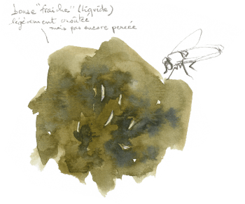 « Bouse "fraîche" (liquide) légèrement croûtée mais pas encore percée. » / © Denis Clavreul