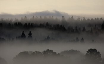 Brumes automnales / © Didier Pépin