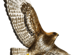 Buse variable / © Marco Preziosi
