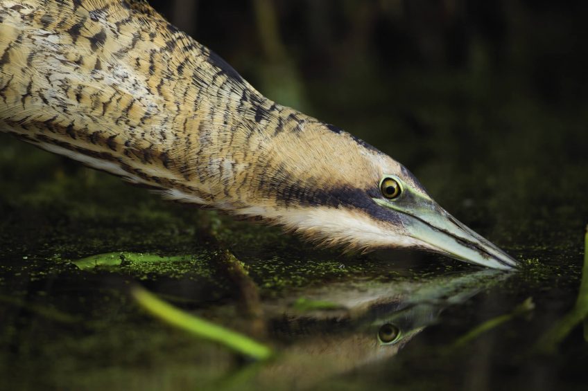 Butor l'oiseau roseau