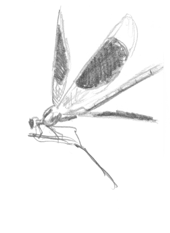 « Caloptéryx éclatant (ou splendide) » / © Jean-Philippe Paul