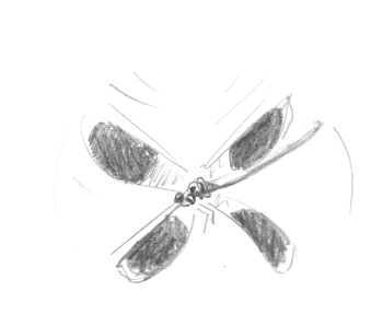 « Caloptéryx éclatant (ou splendide) » / © Jean-Philippe Paul