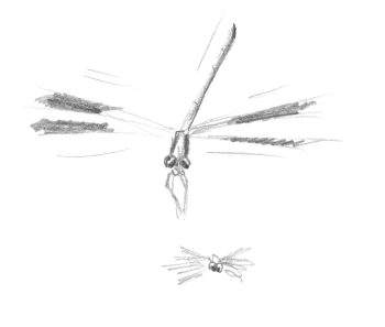 « Caloptéryx éclatant (ou splendide) » / © Jean-Philippe Paul