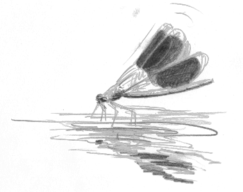 « Caloptéryx éclatant (ou splendide) » / © Jean-Philippe Paul