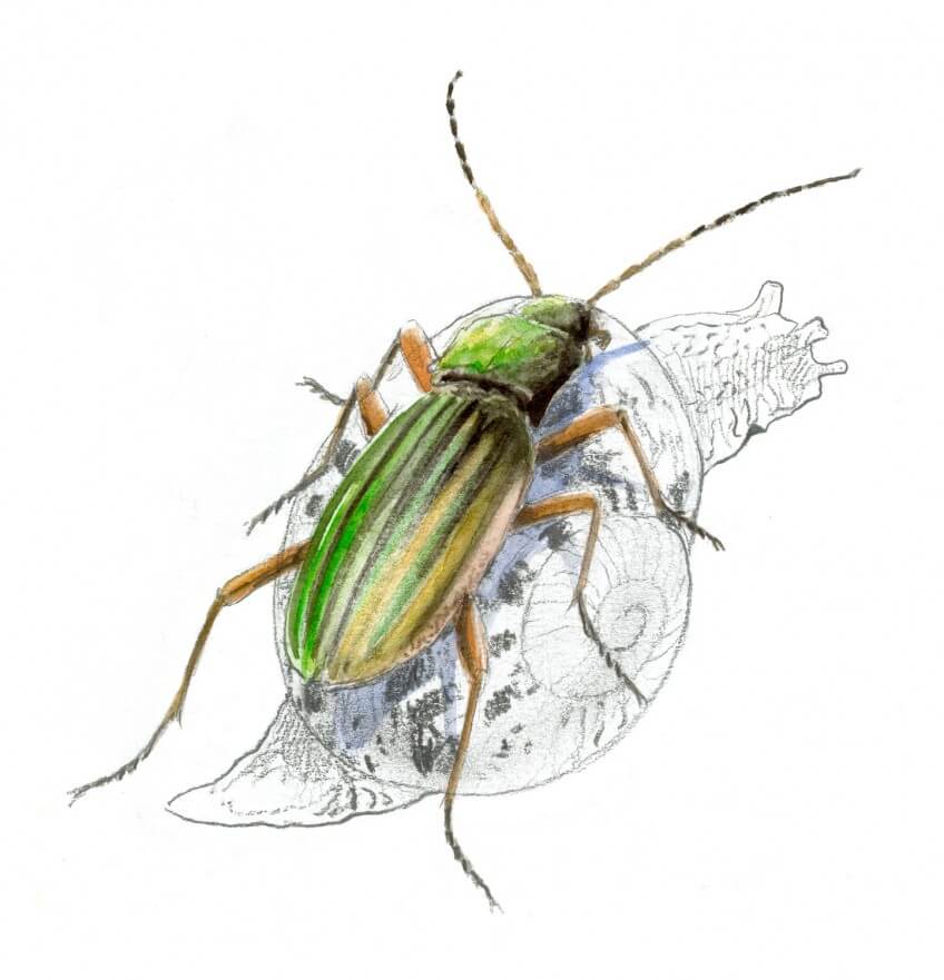 Carabe doré Voici la horde des prédateurs d'escargots